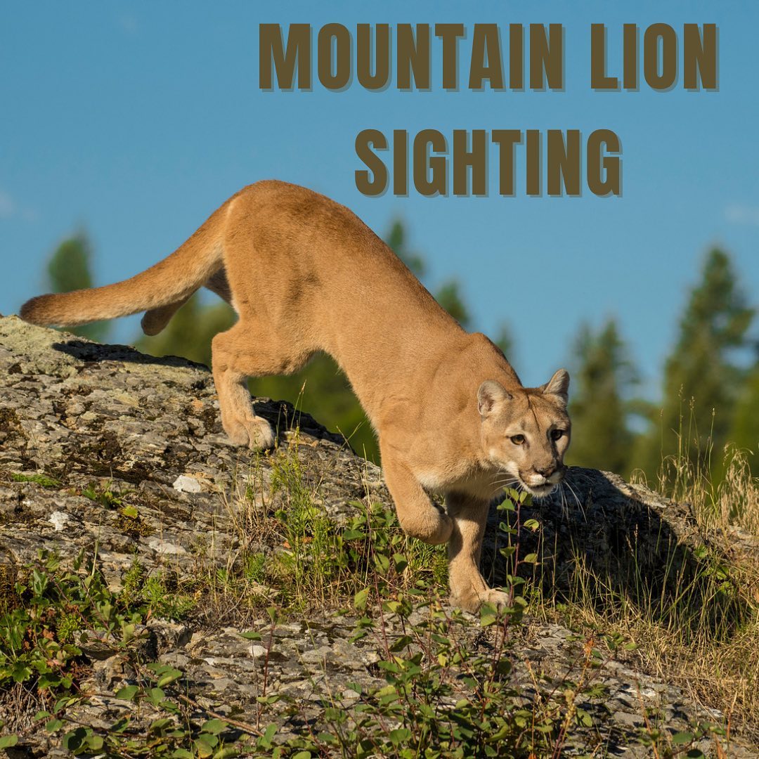 Mountain Lion Sightings